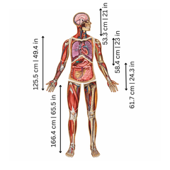 BodyMap