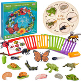 Montessori Life Cycle Learning Toy – 4 Sets of Realistic Insect Models with Cards & Wooden Board